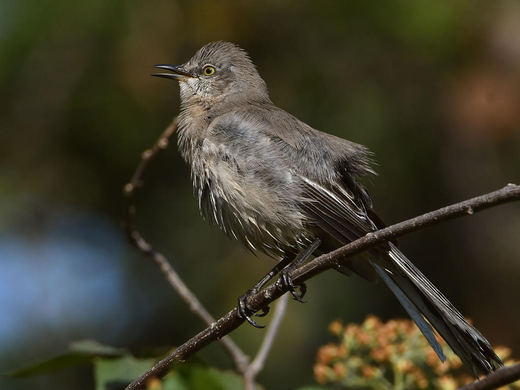 Mockingbird14.jpg