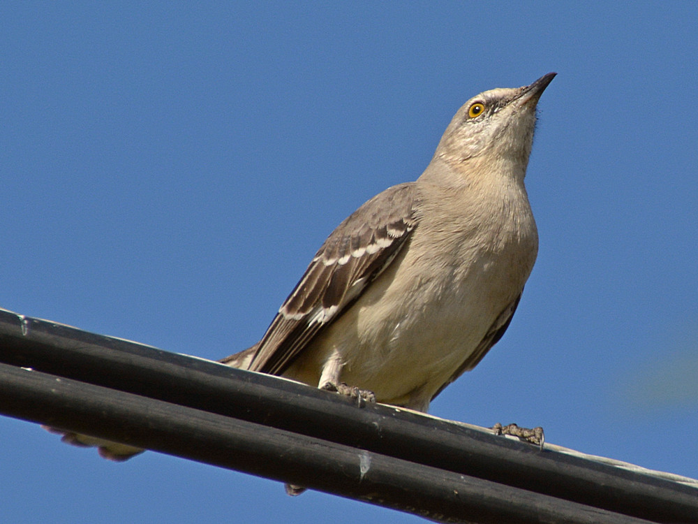 Mockingbird15.jpg