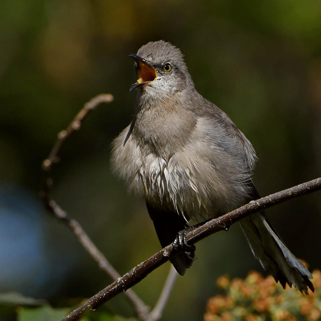 Mockingbird17.jpg