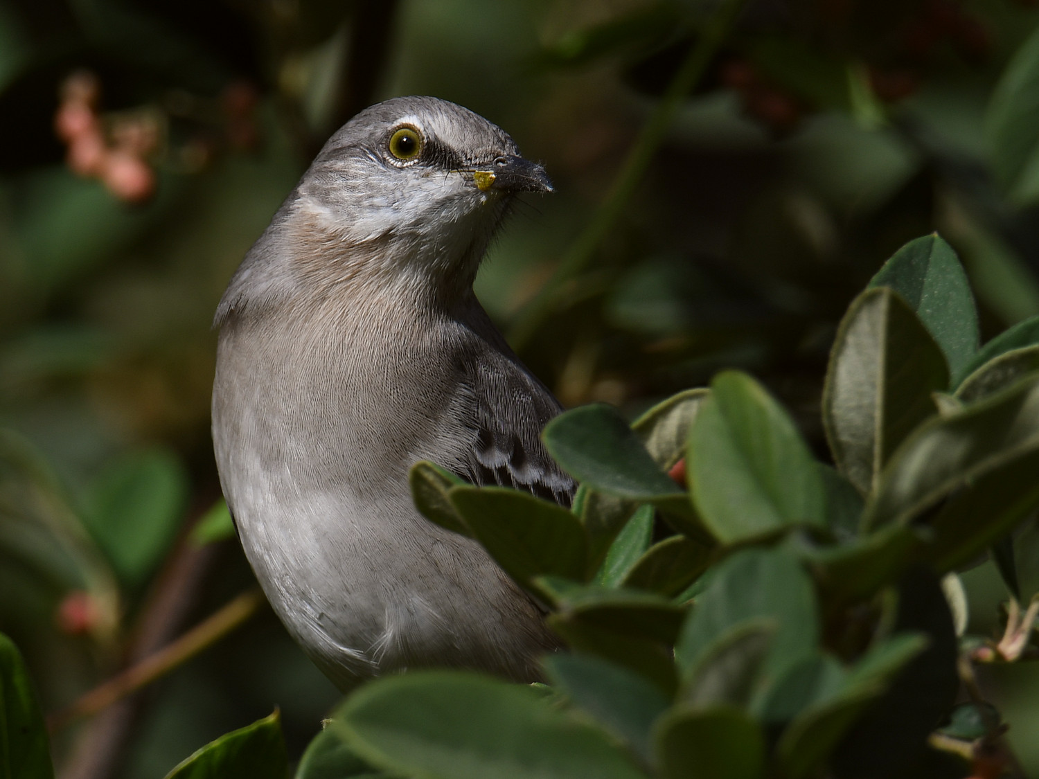 Mockingbird17.jpg