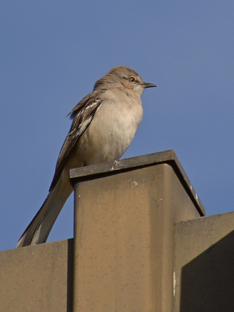 Mockingbird2.jpg