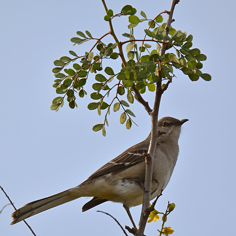 Mockingbird2.jpg