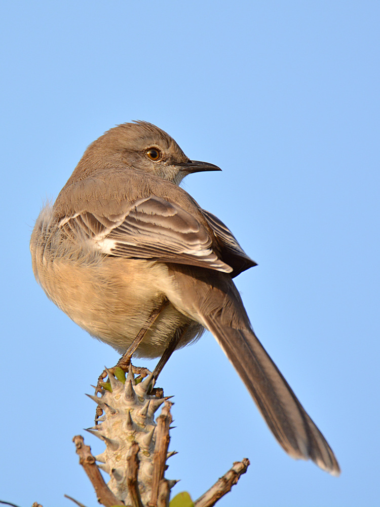 Mockingbird2.jpg