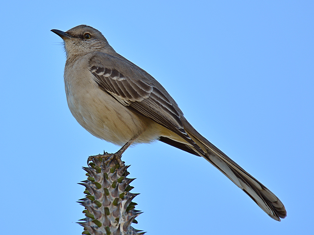 Mockingbird2.jpg