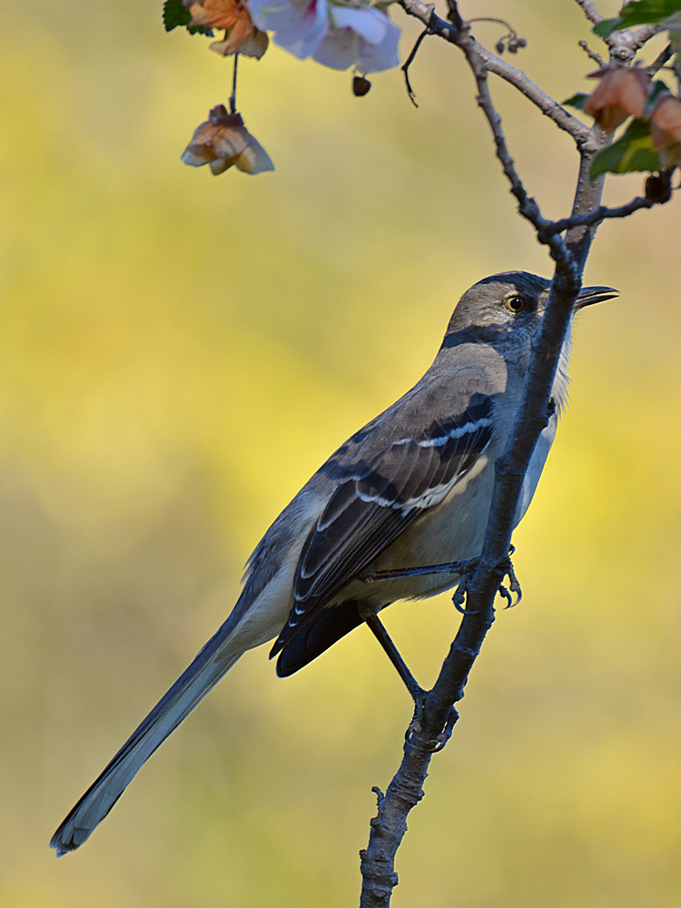 Mockingbird2.jpg