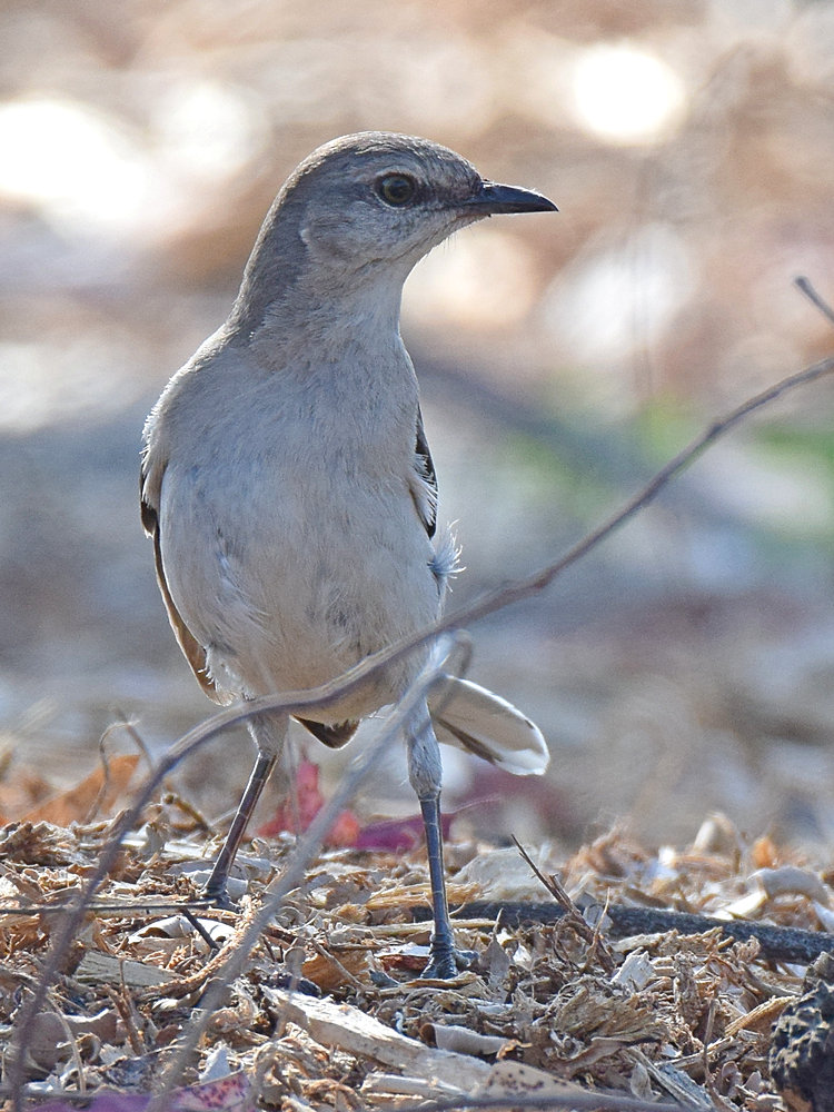 Mockingbird2.jpg