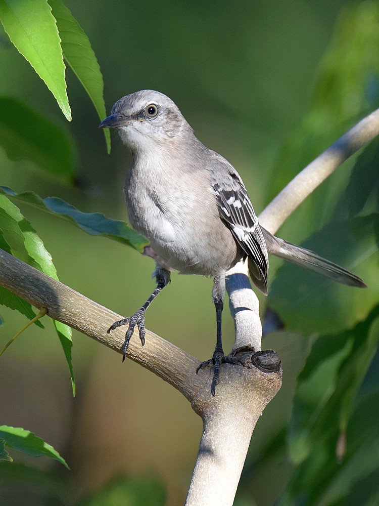 Mockingbird2.jpg