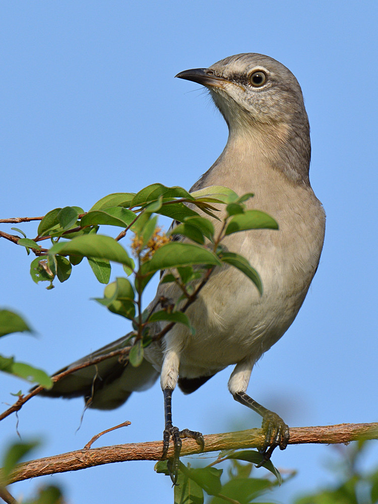 Mockingbird2.jpg
