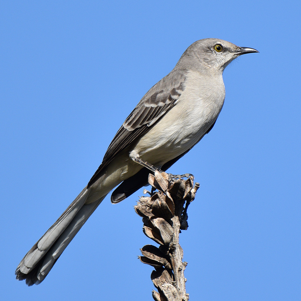 Mockingbird2.jpg