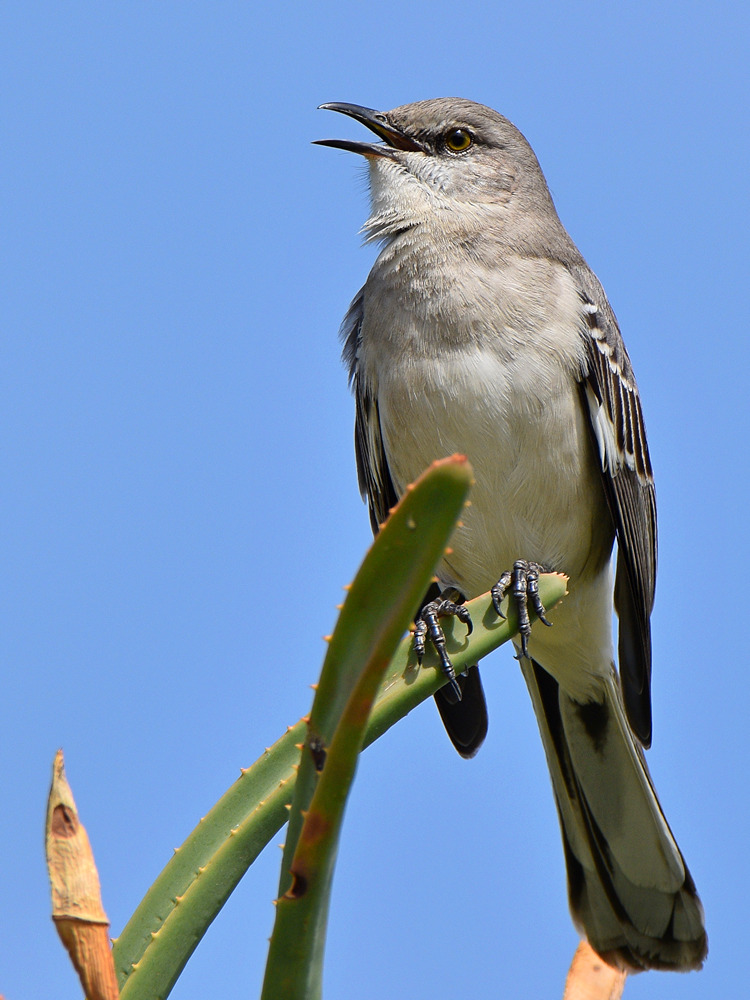 Mockingbird2.jpg