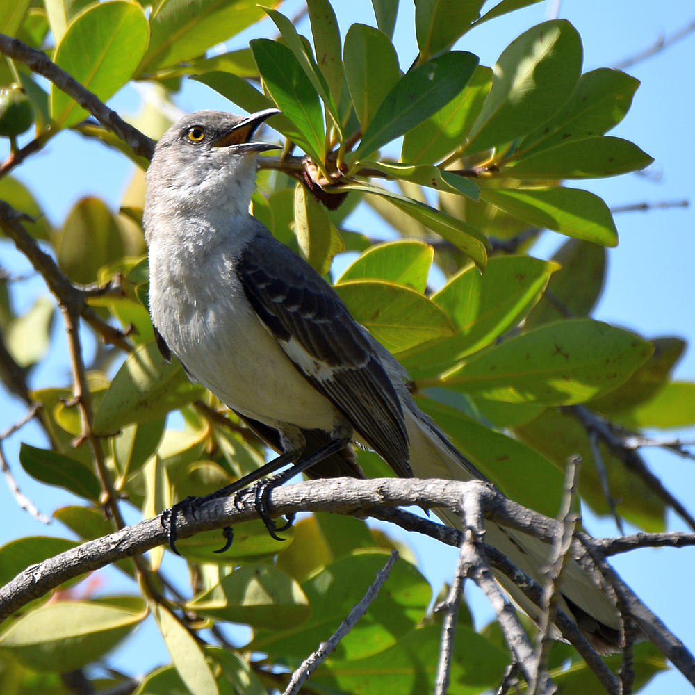Mockingbird2.jpg