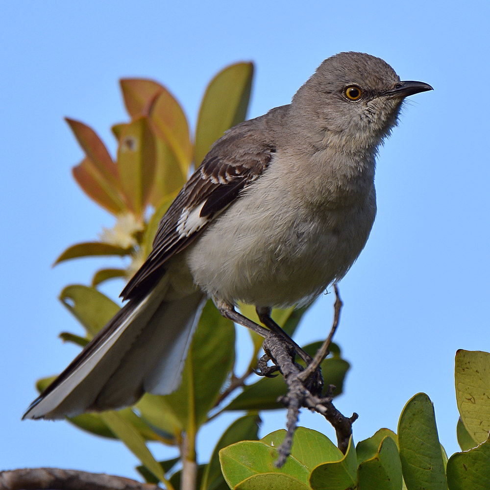 Mockingbird2.jpg