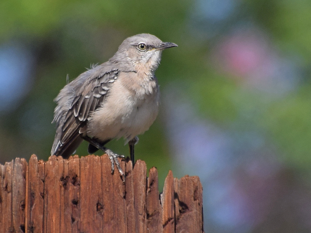 Mockingbird2.jpg