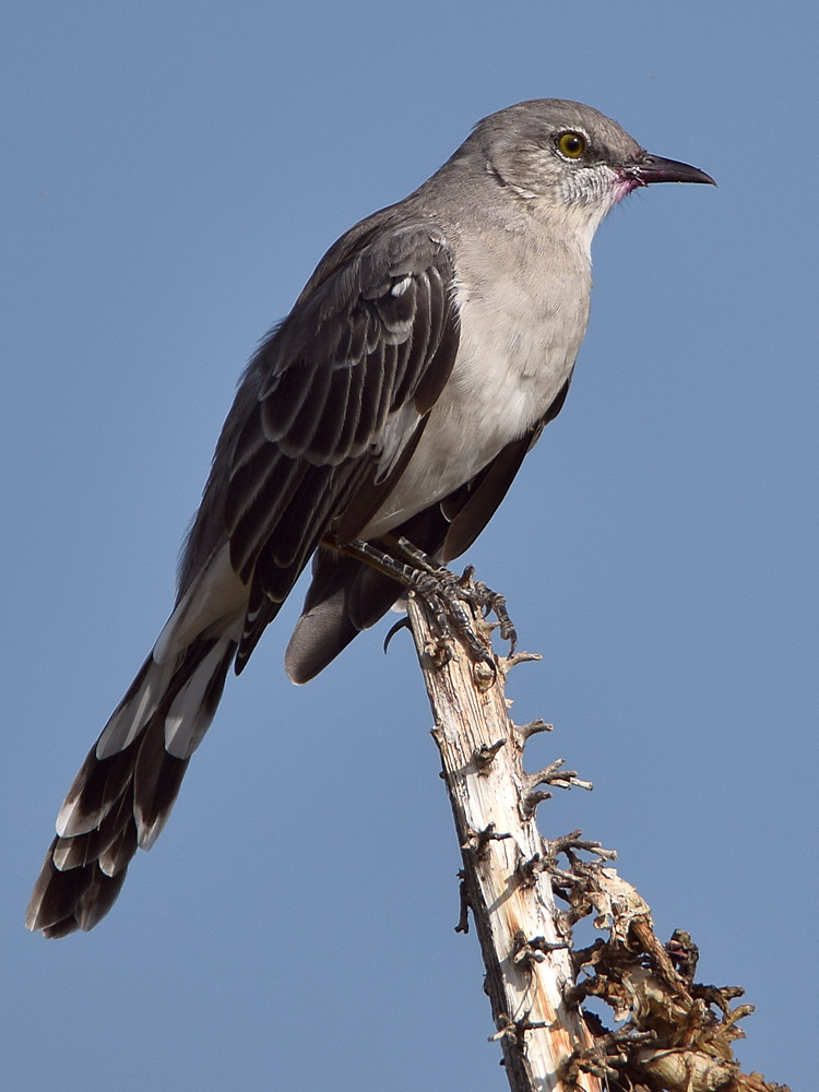 Mockingbird2.jpg