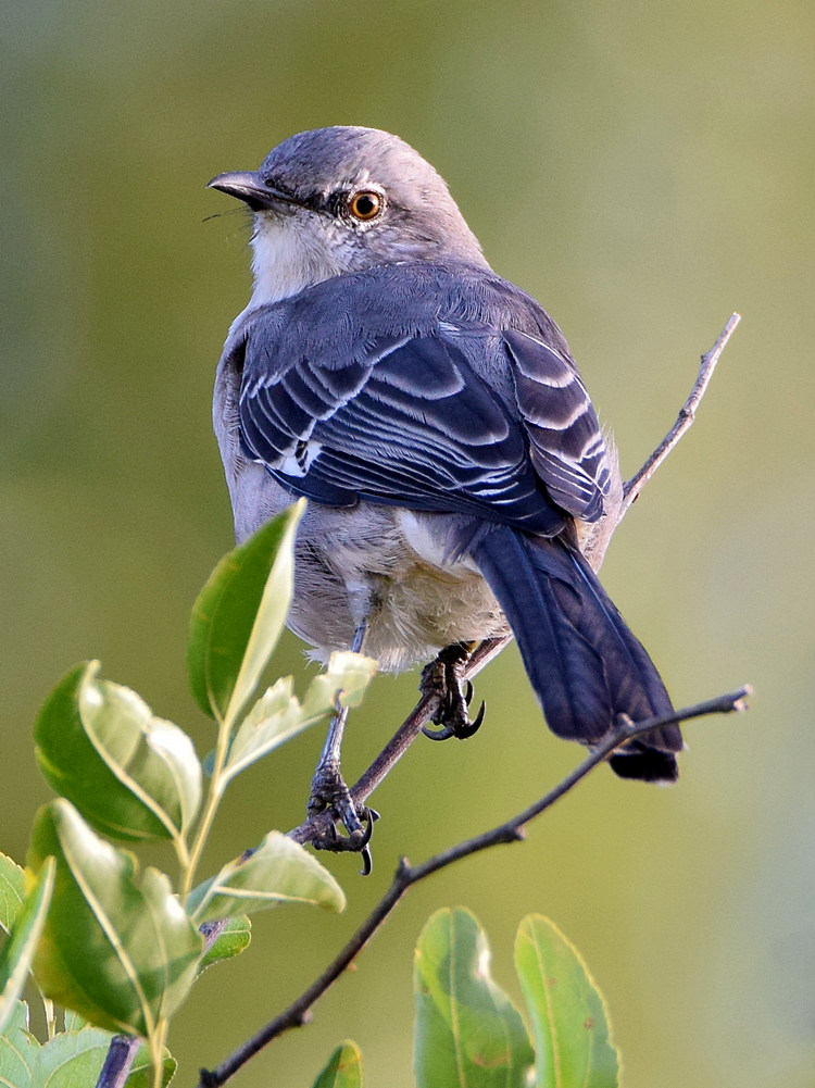 Mockingbird2.jpg