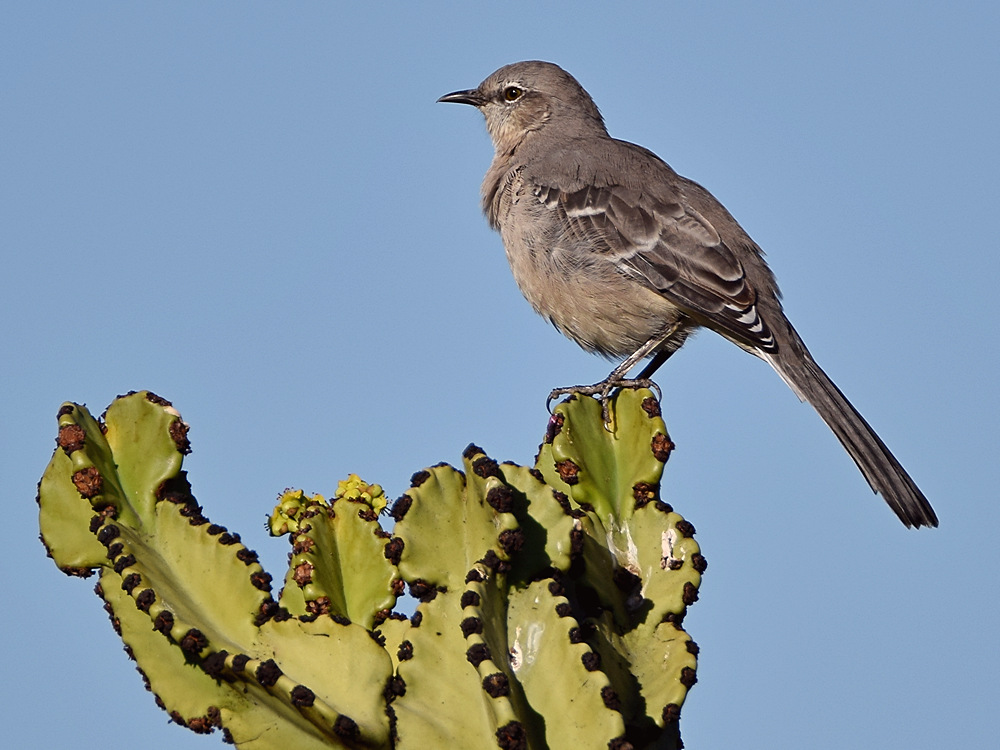 Mockingbird2.jpg