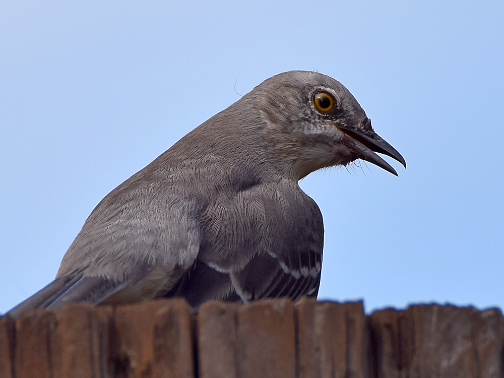 Mockingbird2.jpg