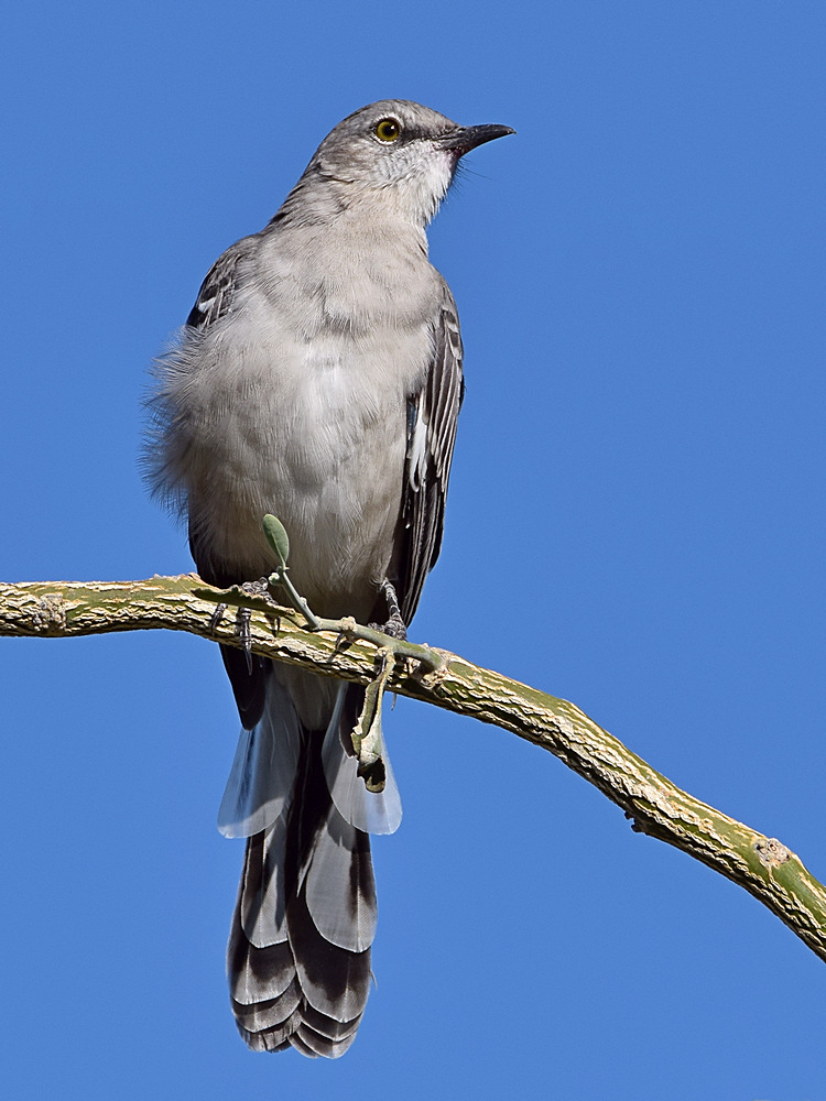 Mockingbird2.jpg