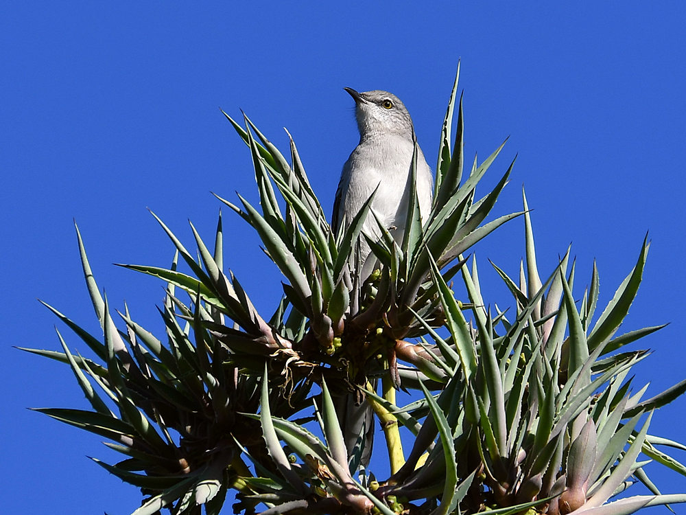 Mockingbird2.jpg