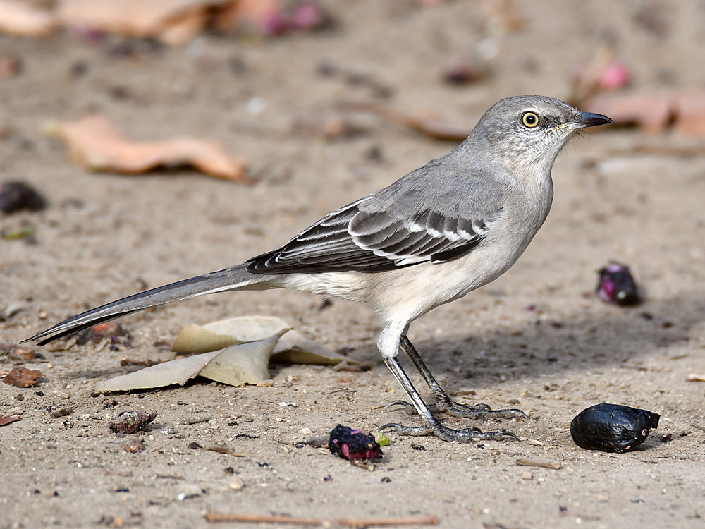 Mockingbird2.jpg
