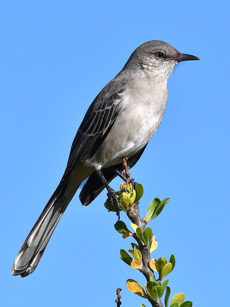 Mockingbird2.jpg