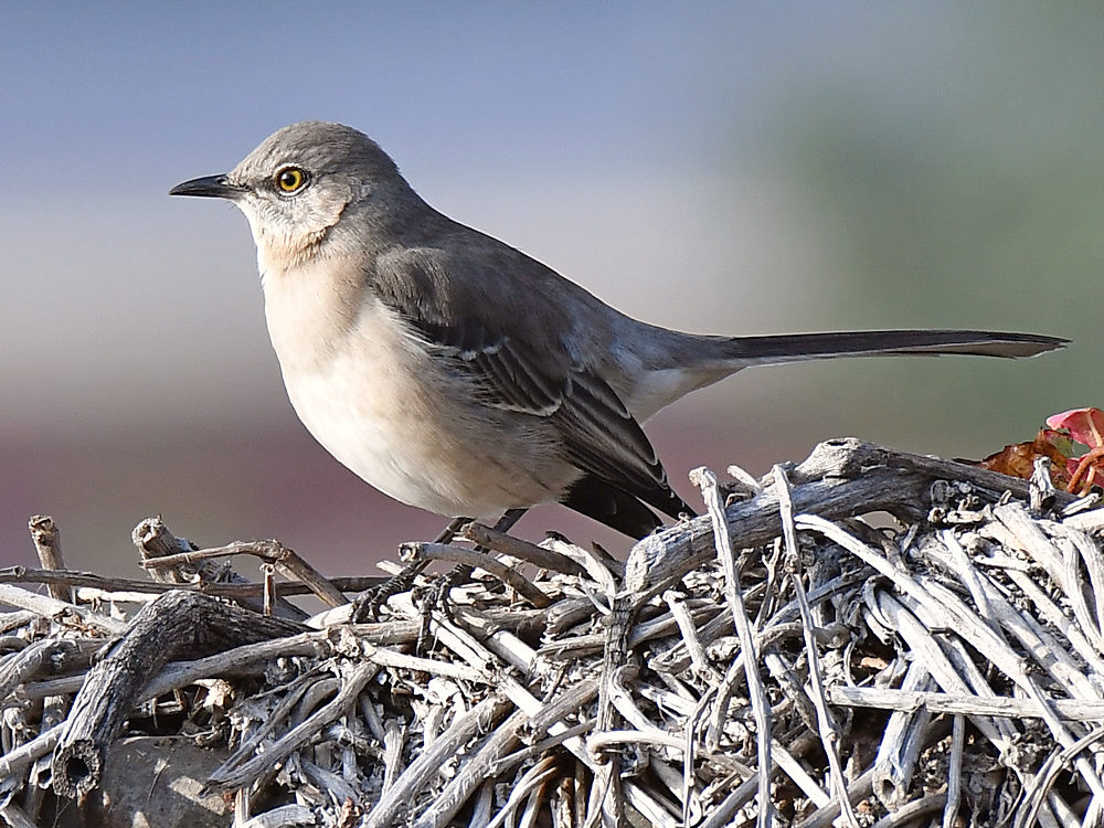Mockingbird2.jpg