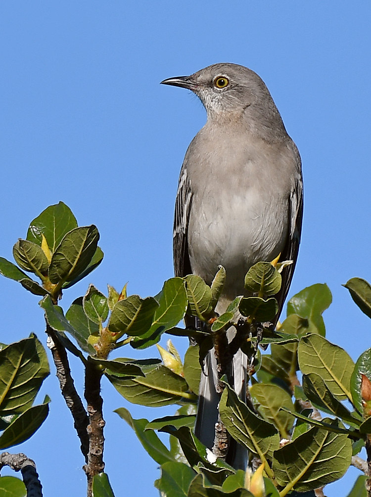Mockingbird2.jpg