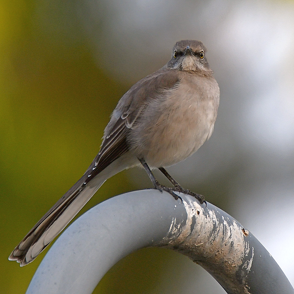 Mockingbird2.jpg