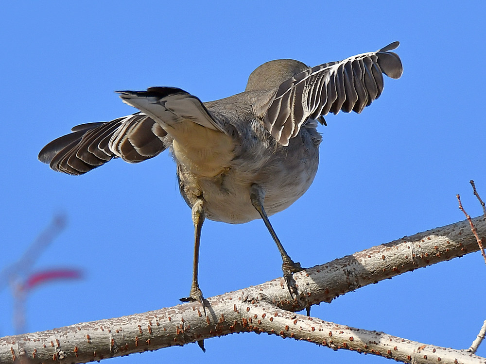 Mockingbird2.jpg