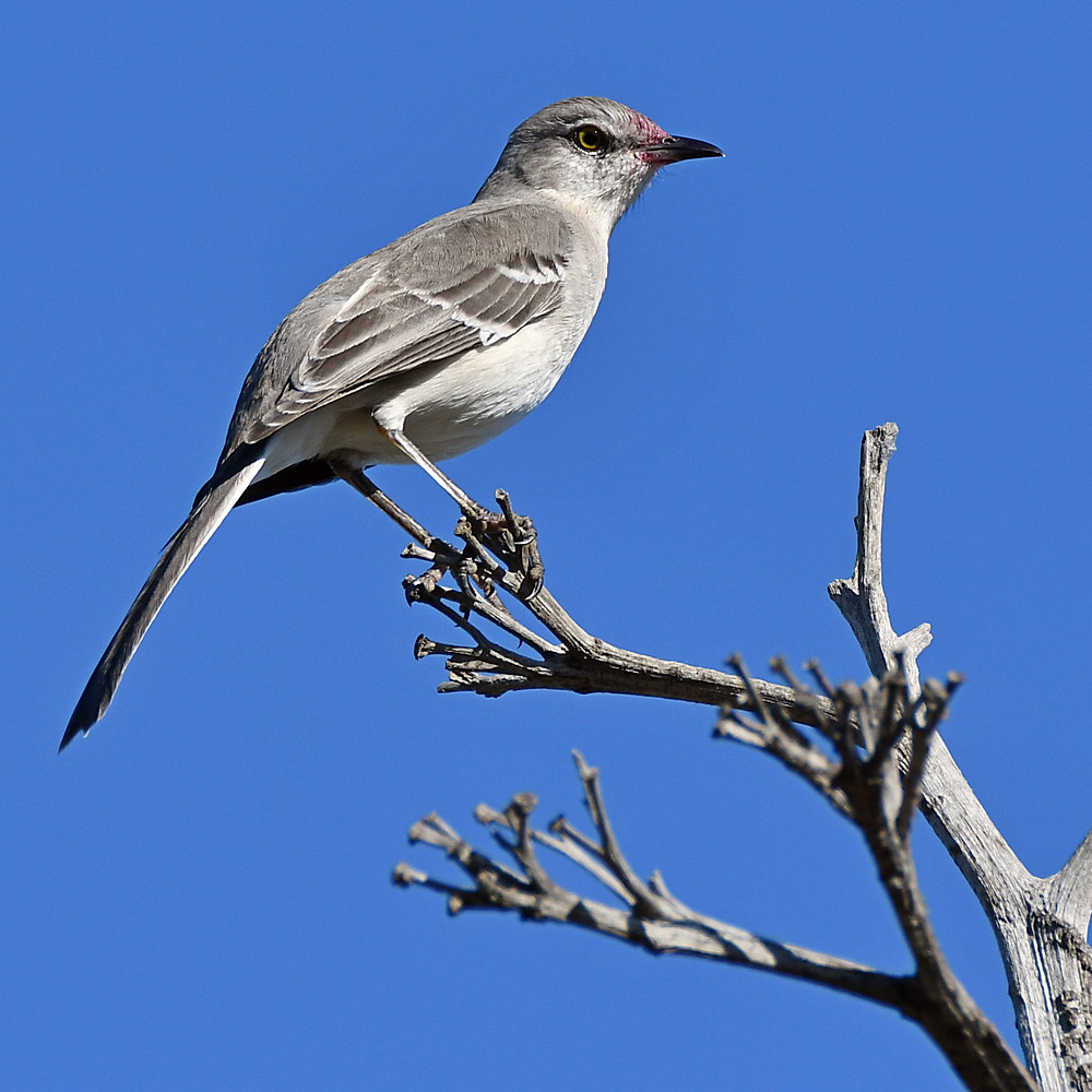 Mockingbird2.jpg