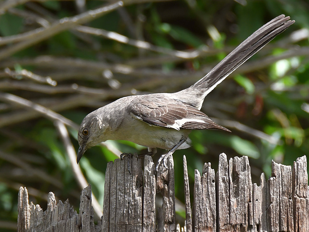 Mockingbird2.jpg