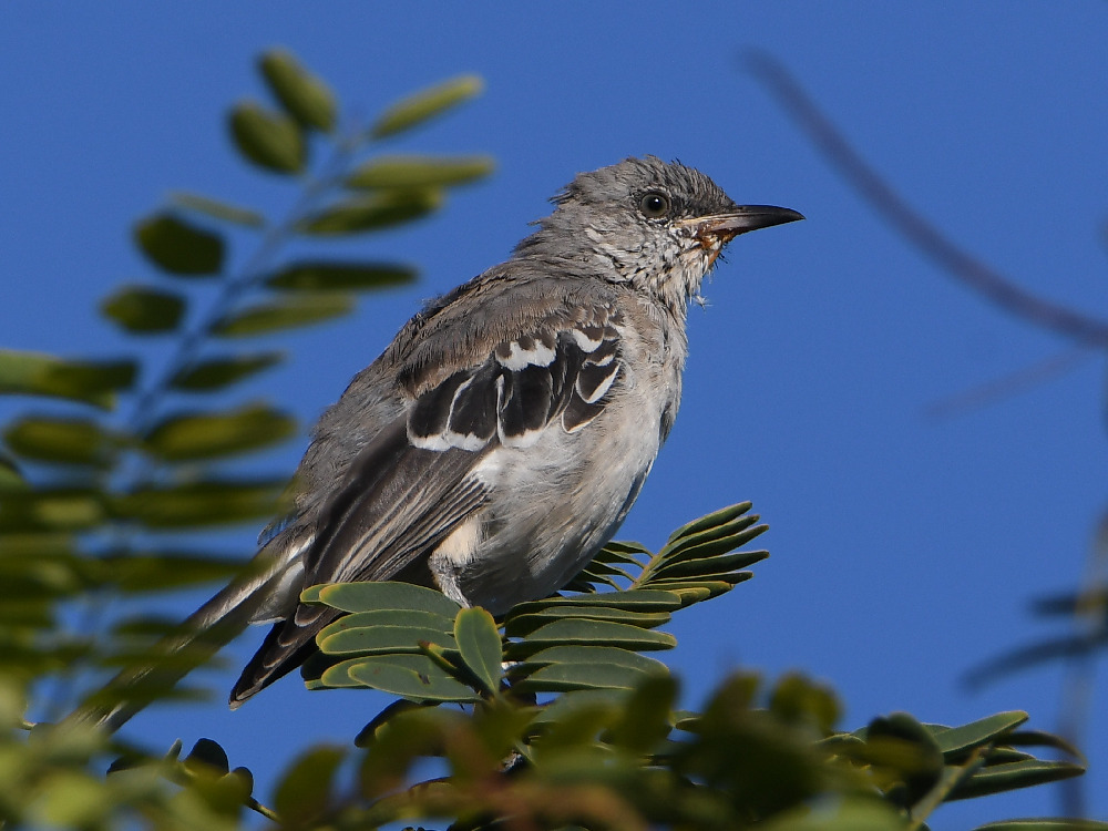 Mockingbird2.jpg