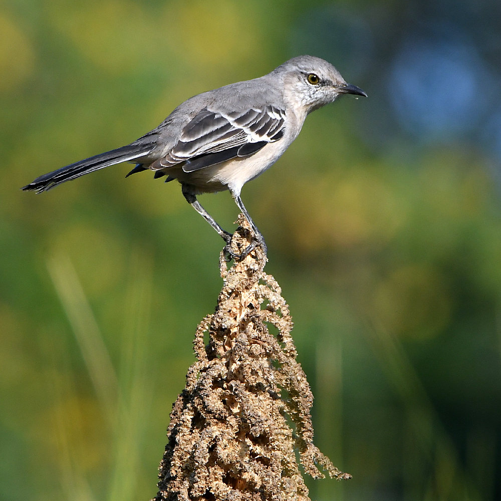 Mockingbird2.jpg