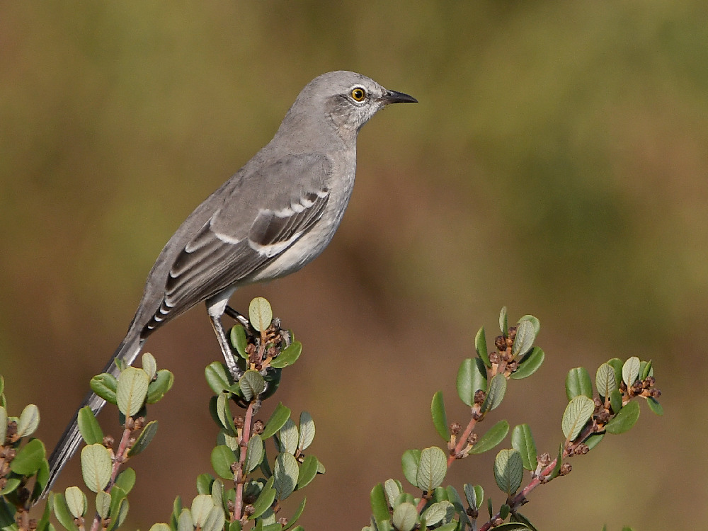 Mockingbird2.jpg