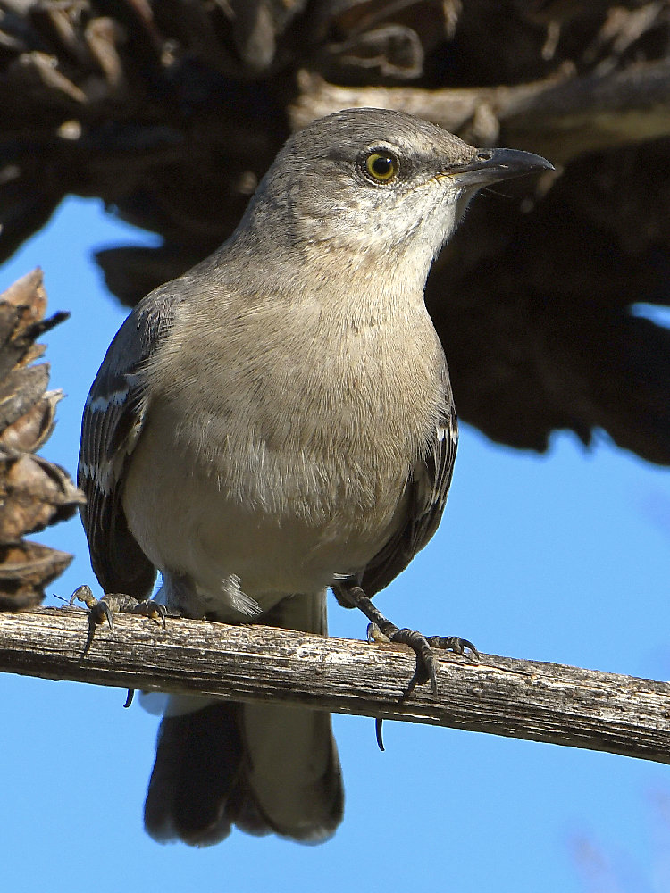 Mockingbird2.jpg