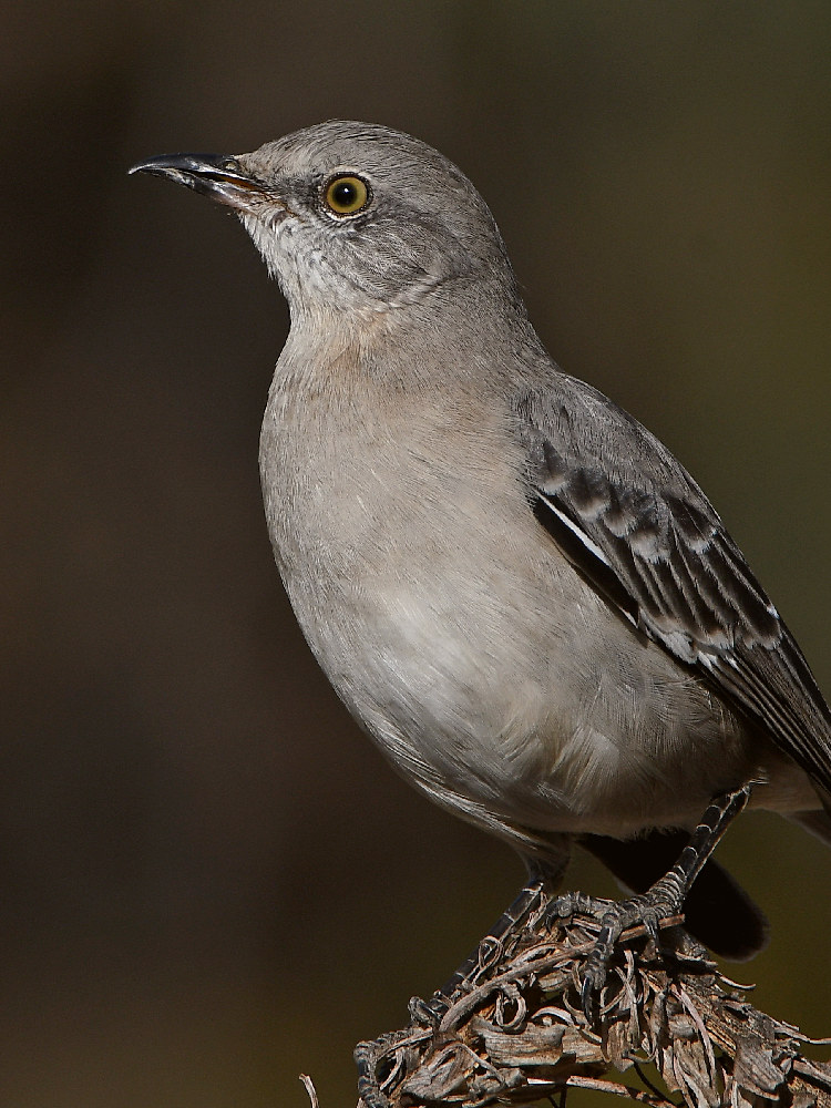 Mockingbird2.jpg