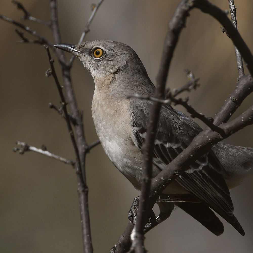 Mockingbird2.jpg