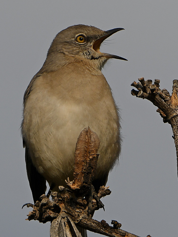 Mockingbird2.jpg