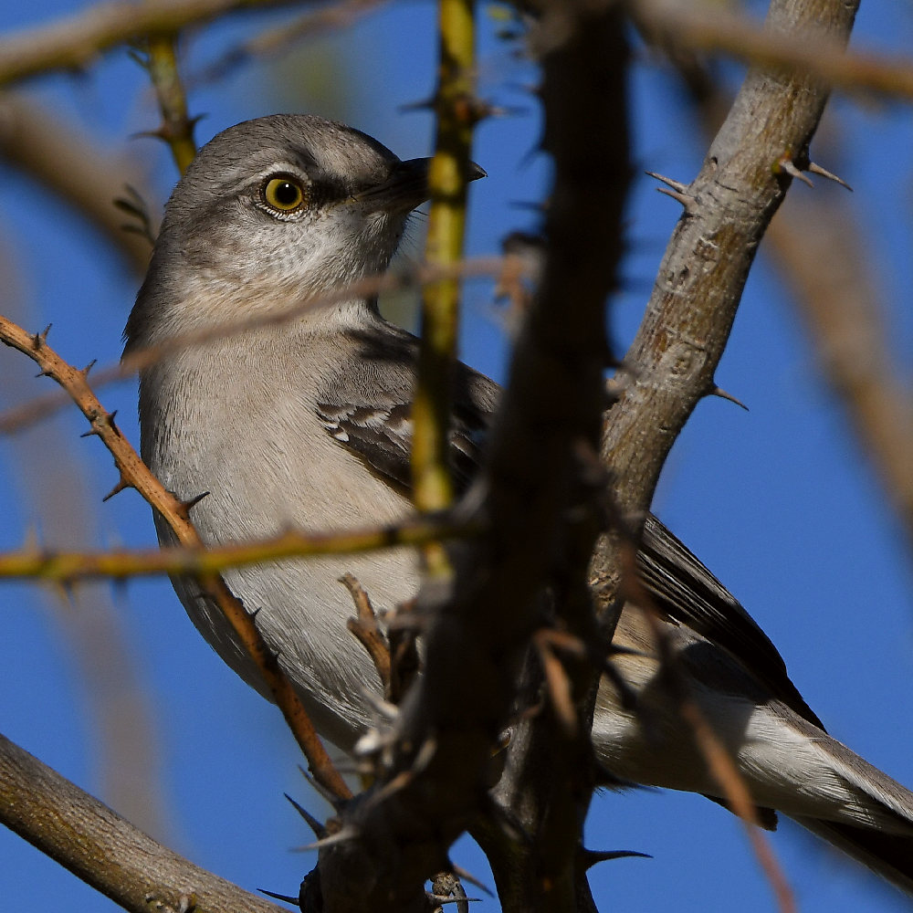 Mockingbird2.jpg