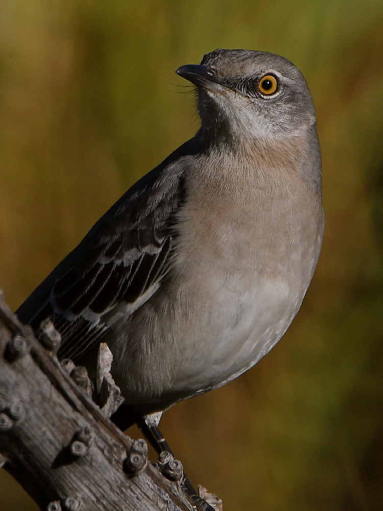 Mockingbird2.jpg
