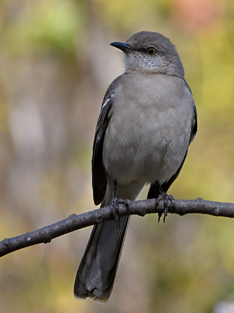 Mockingbird2.jpg
