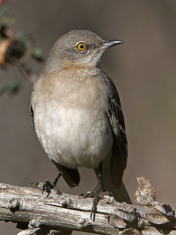 Mockingbird2.jpg