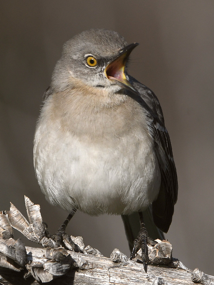 Mockingbird2.jpg