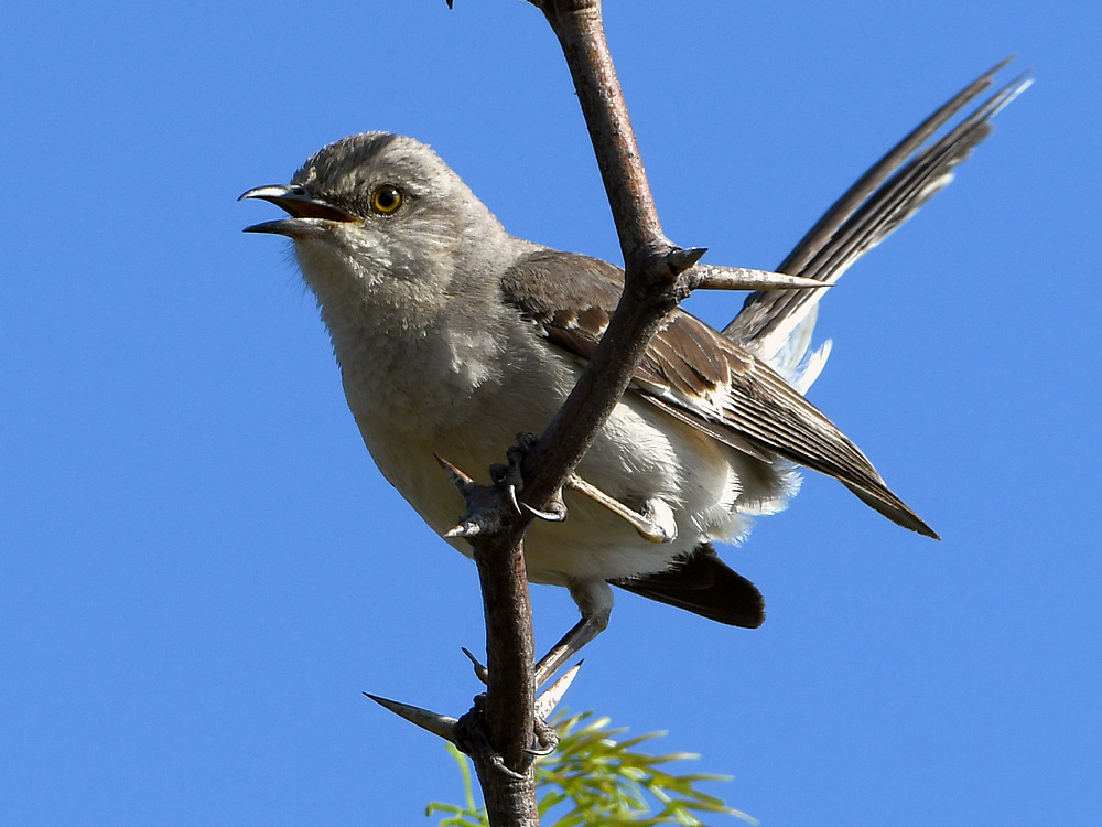 Mockingbird2.jpg