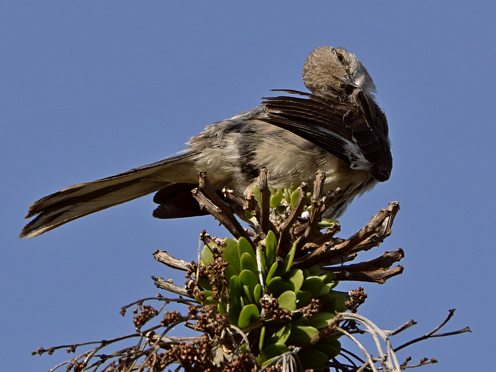 Mockingbird2.jpg