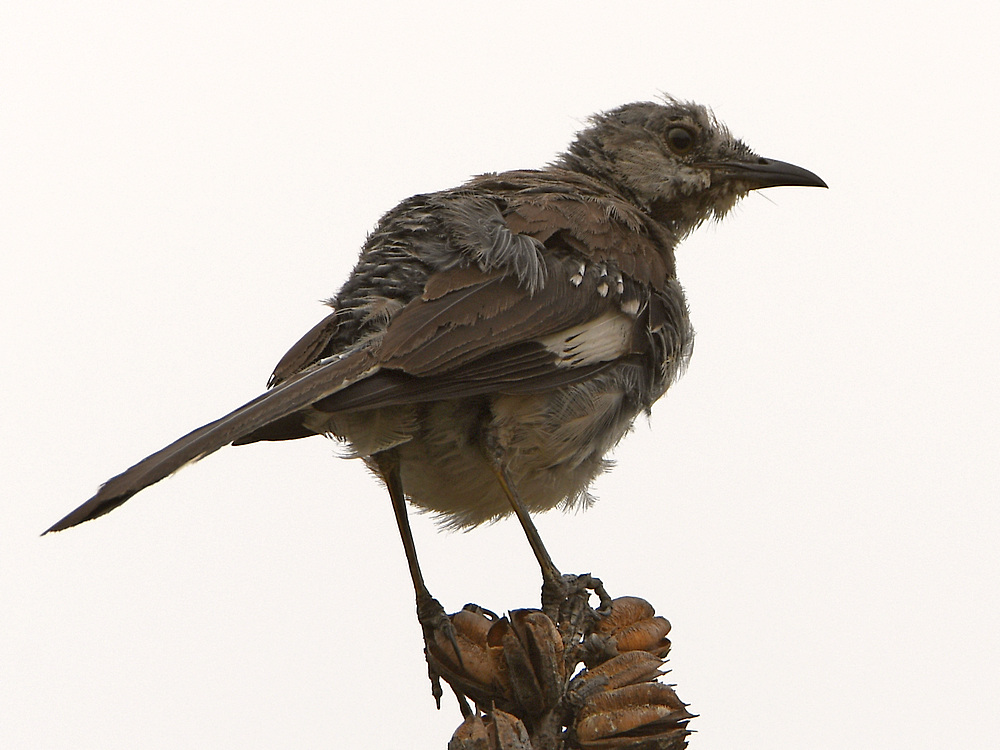 Mockingbird2.jpg