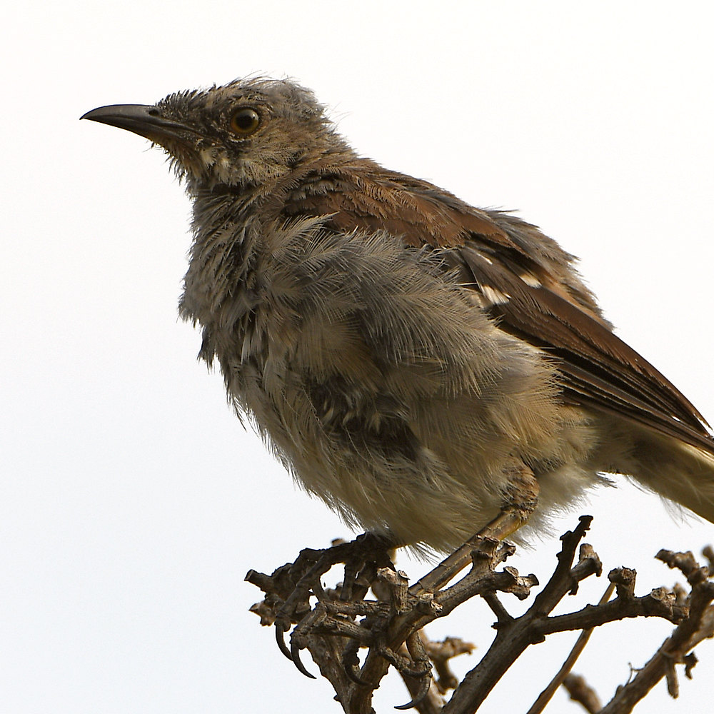 Mockingbird2.jpg