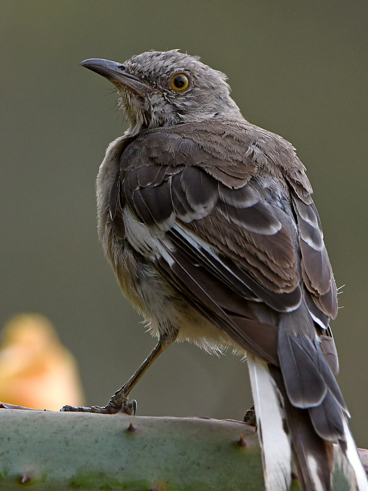 Mockingbird2.jpg