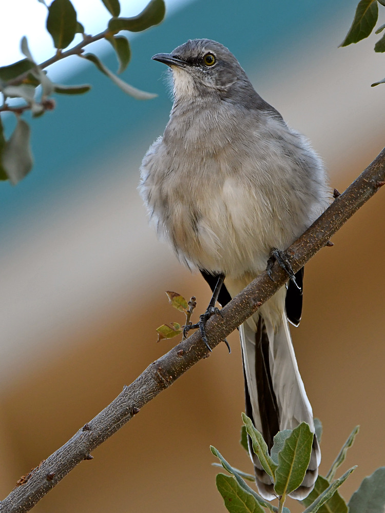 Mockingbird2.jpg