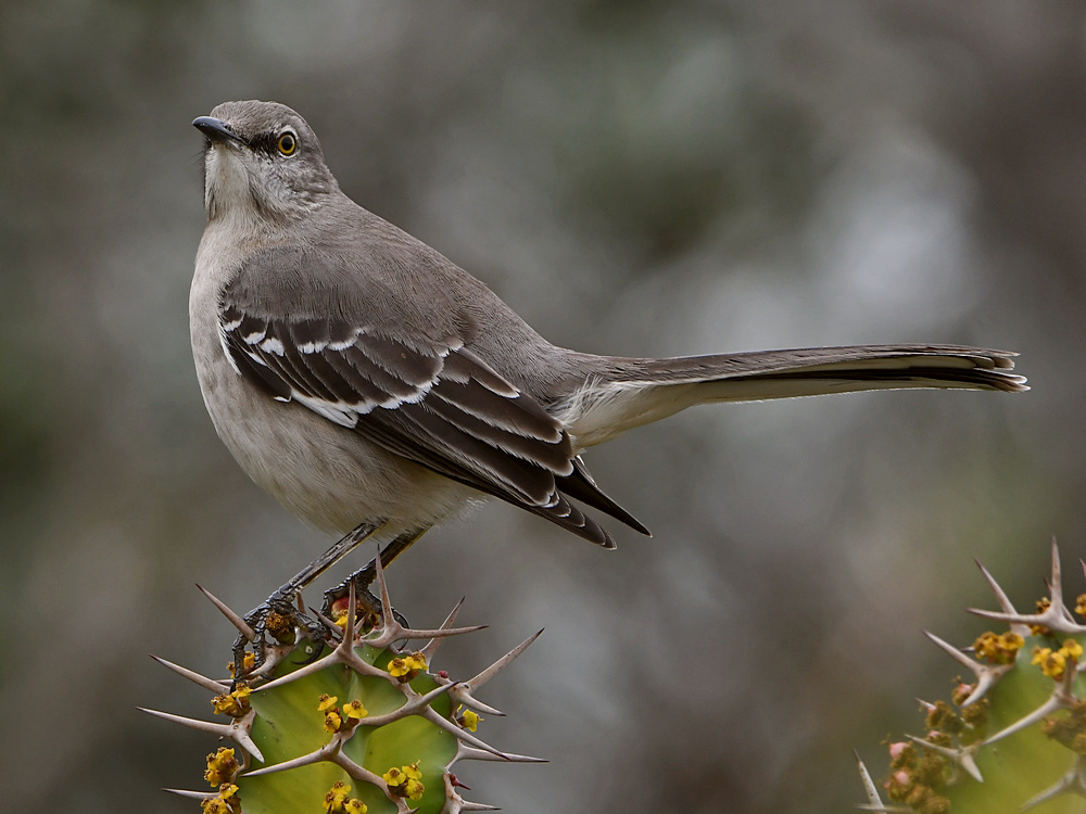 Mockingbird2.jpg